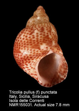 Tricolia pullus (f) punctata (2.jpg - Tricolia pullus (f) punctata Risso,1826